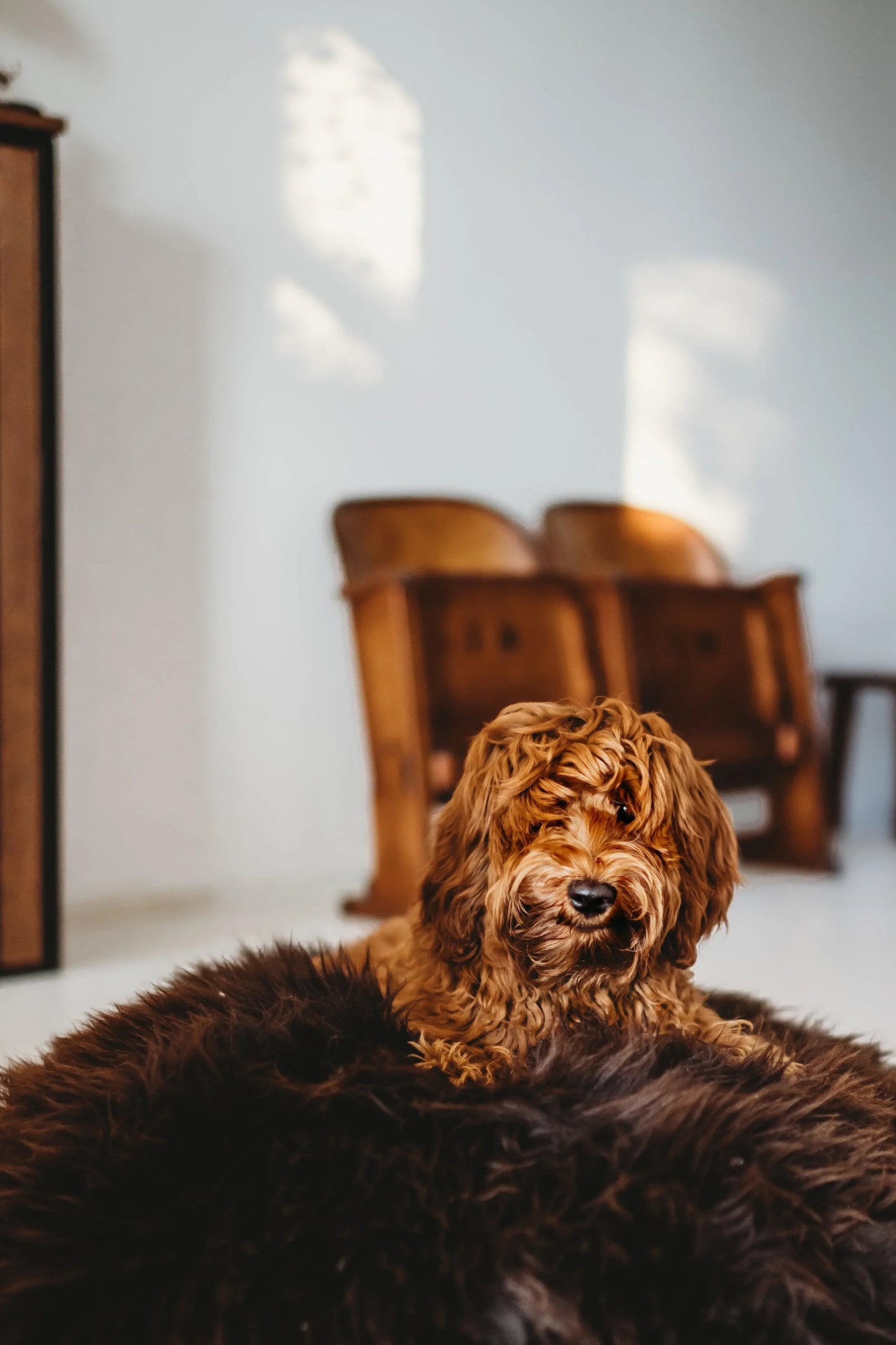 Oval Natural Sheepskin Pet Bed - Chocolate Brown-4