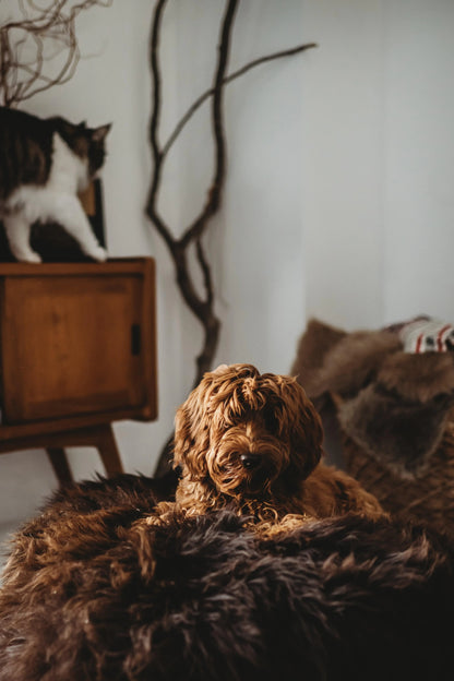 Oval Natural Sheepskin Pet Bed - Chocolate Brown-3