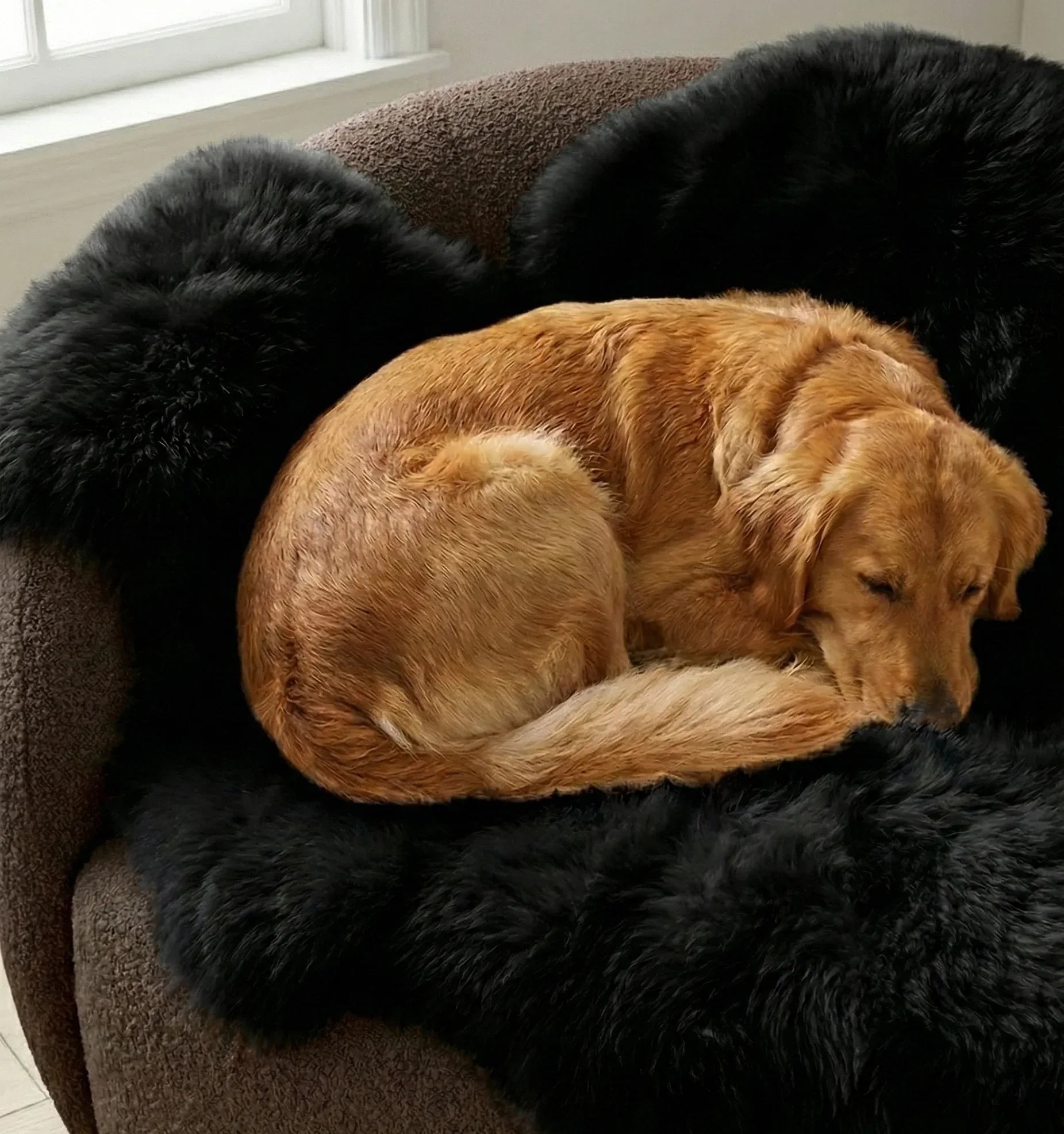 Genuine Black Sheepskin Couch Cover for Dogs — Natural Sofa Protector (Plastic-Free)-3