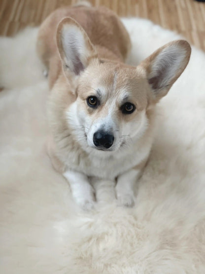 Natural Sheepskin Rug - Ivory-3
